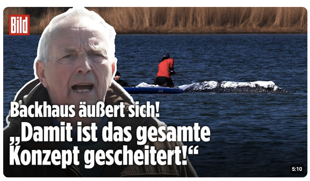 Ostsee: Rettung von Buckelwal Timmy – „DAS ist nicht meine Aufgabe!“ Till Backhaus zu Konzept