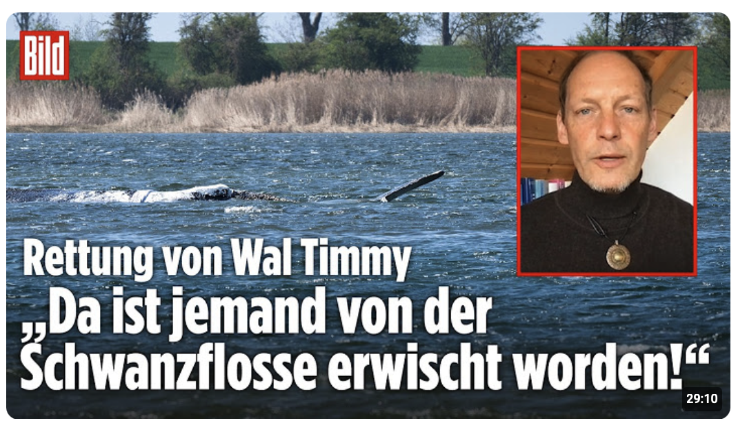 WAL TIMMY: „Was machen die Helfer da eigentlich?“ – Meeresbiologe Fabian Ritter erklärt!
