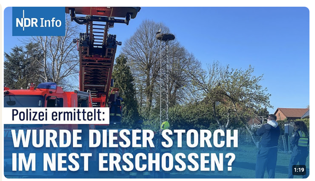 Ein Dorf unter Schock: Wurde der Storch gezielt erschossen? | NDR Info