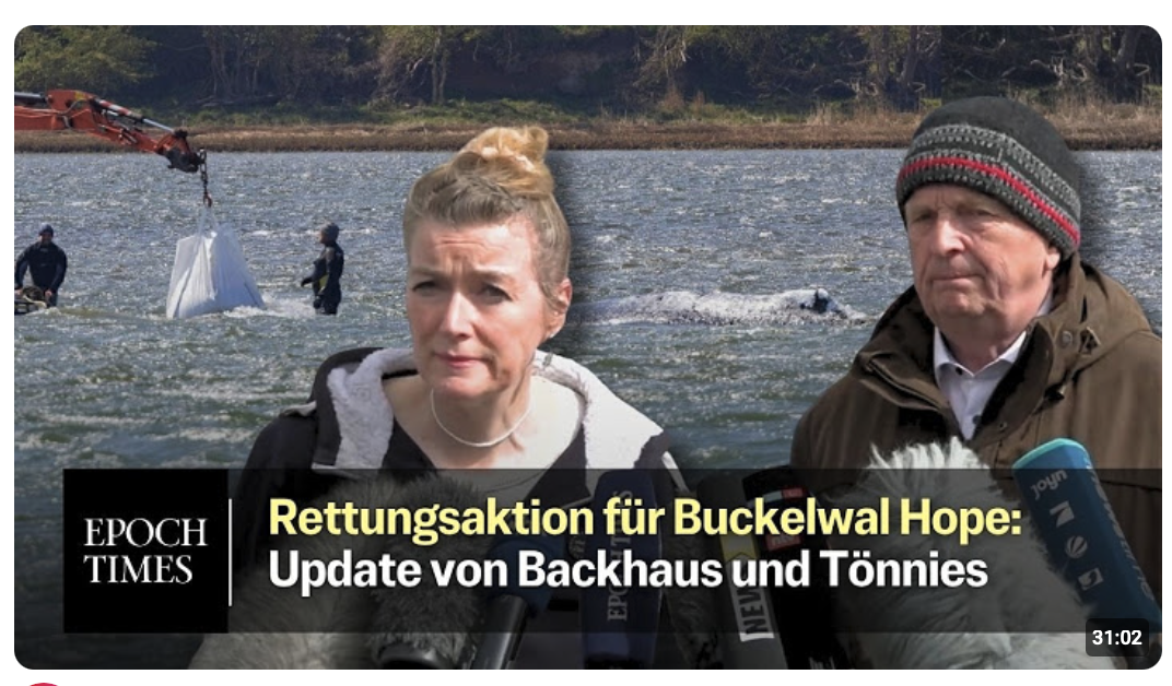 Minister Backhaus: „Es ist ein Bulle“ – Tönnies: Bergung von Timmy-Hope wohl Dienatsg oder Mittwoch