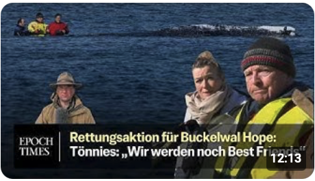 Rettungsaktion für Timmy-Hope – Backhaus: Wal wird „nicht von heute auf morgen sterben“