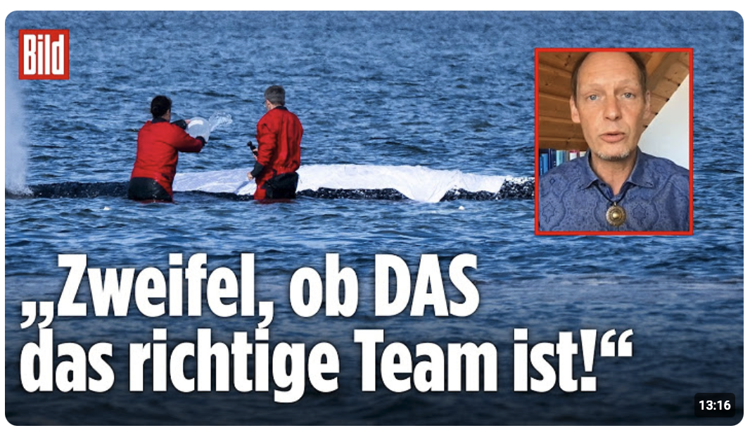 Wal-Drama vor Poel: „Zweifel, ob DAS das richtige Team ist!“ – Meeresbiologe Ritter zur Rettung