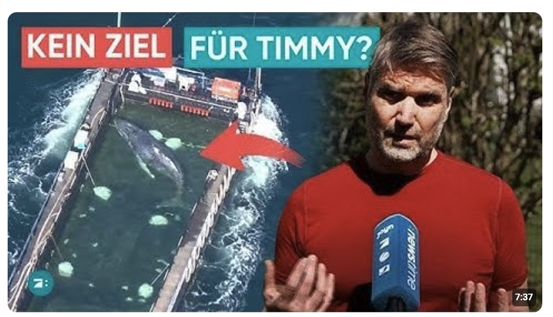 Wal-Experte ist skeptisch: Wie soll es für Timmy weitergehen? |