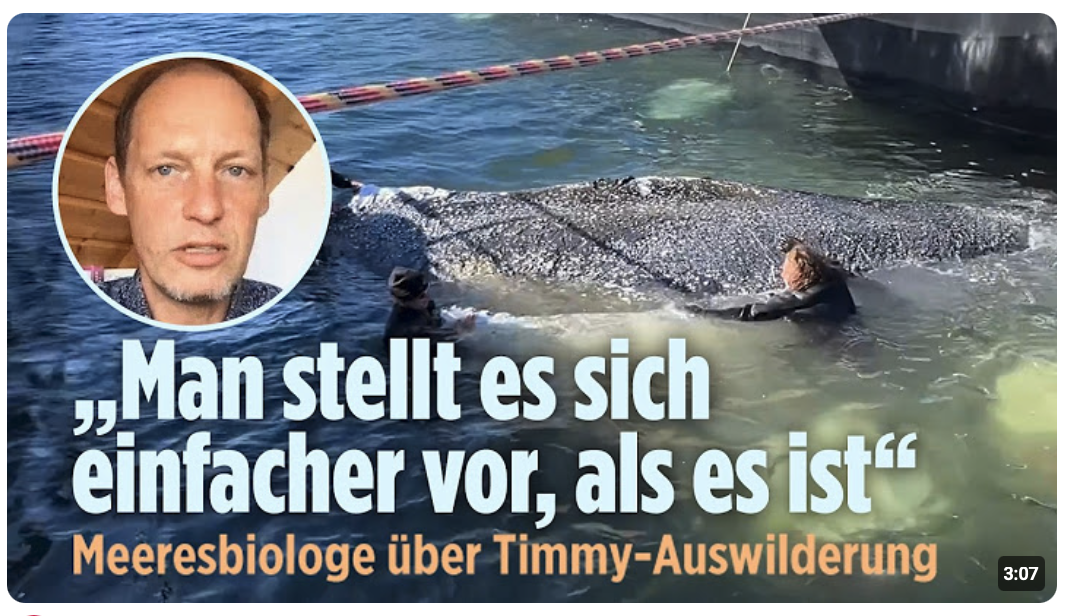 Auswilderung von Wal Timmy: „Man stellt es sich einfacher vor, als es ist“ – Meeresbiologe skeptisch