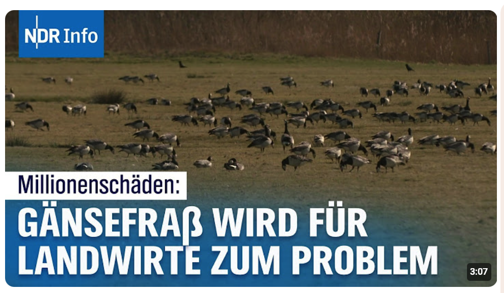 Nonnengänse an der Nordsee: Landwirte kämpfen mit Schäden | NDR Info