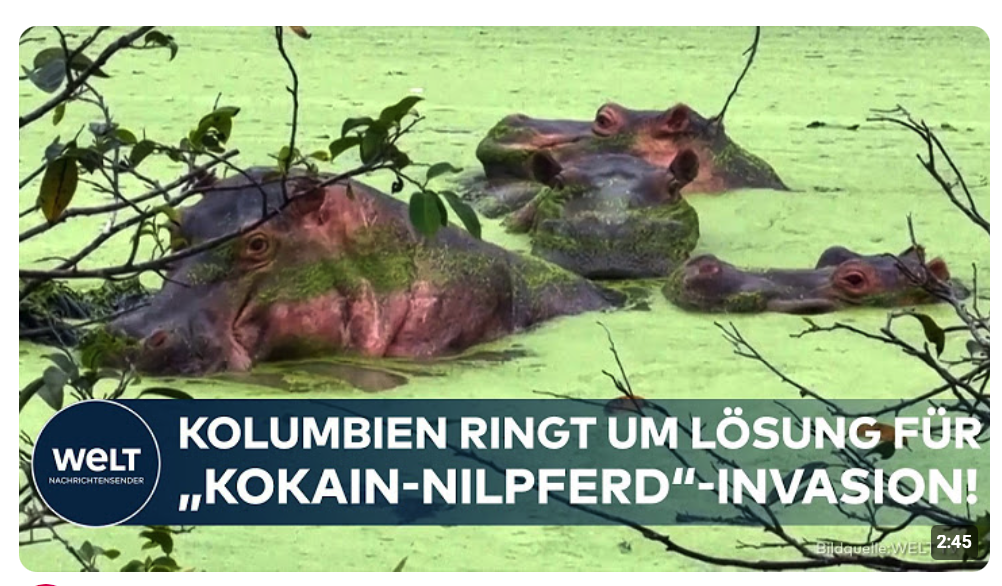 KOLUMBIEN: Escobars Erbe außer Kontrolle! Wachsende Nilpferd-Population sorgt für Konflikte!