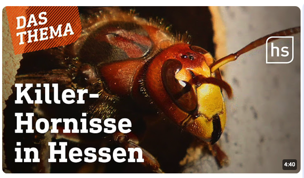 Asiatische Hornissen breiten sich weiter aus
