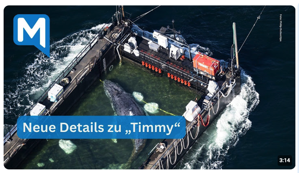 Wurde „Timmy“ am Schiff fixiert? Tierärztin erhebt schwere Vorwürfe gegen Crew
