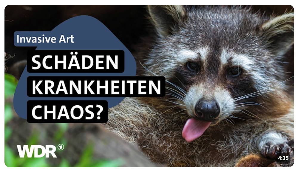 Ungebetene Gäste: Waschbären breiten sich immer weiter aus | Westpol | WDR