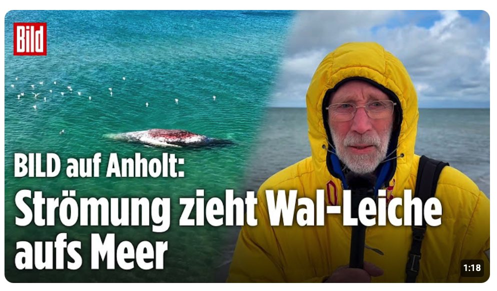 DÄNEMARK: Toter Wal könnte wieder aufs Meer gespült werden
