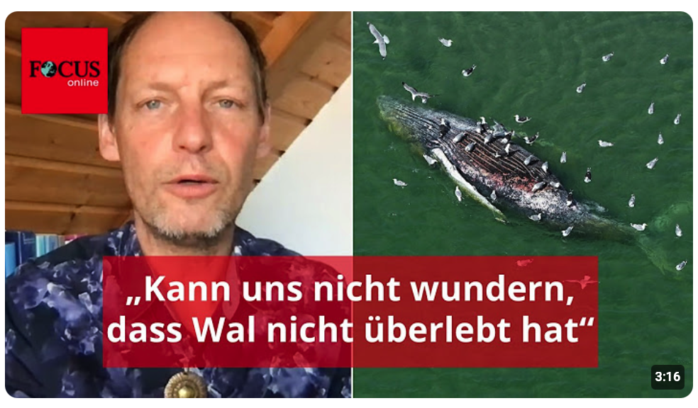 Meeresbiologe Fabian Ritter: „Kann uns nicht wundern, dass Wal das nicht überlebt hat“
