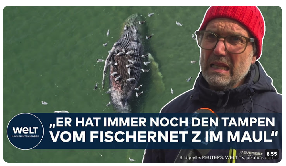 WAL-DRAMA: „Was hat dem Tier gefehlt?“ Mehrere Gerichtsverfahren nach dem Tod von Timmy!