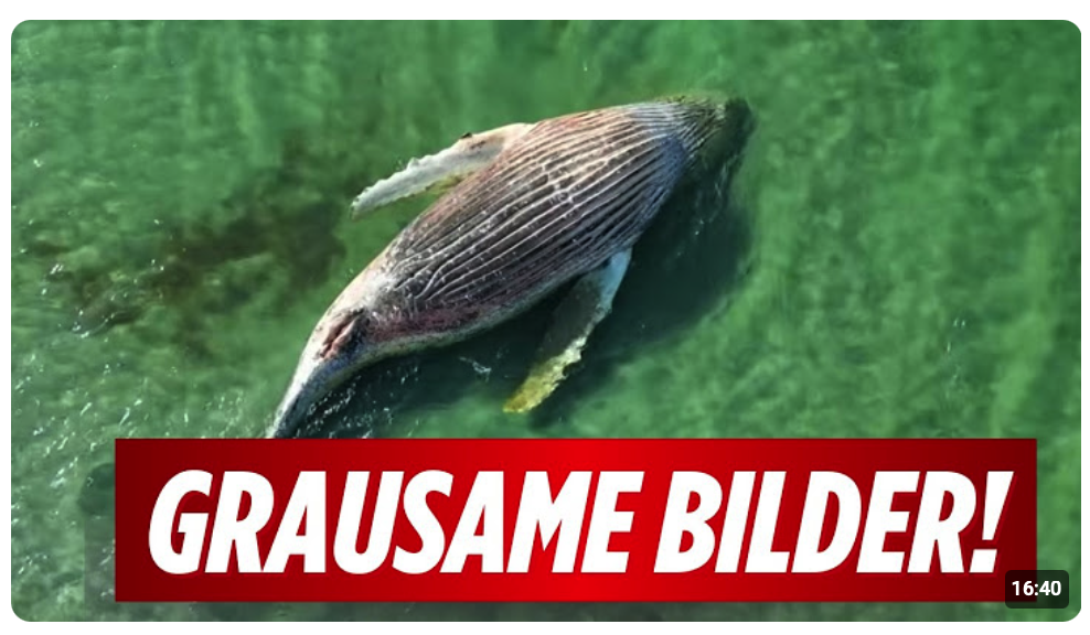 Video von Wal Timmy wirft viele Fragen auf! Wie geht es jetzt weiter?