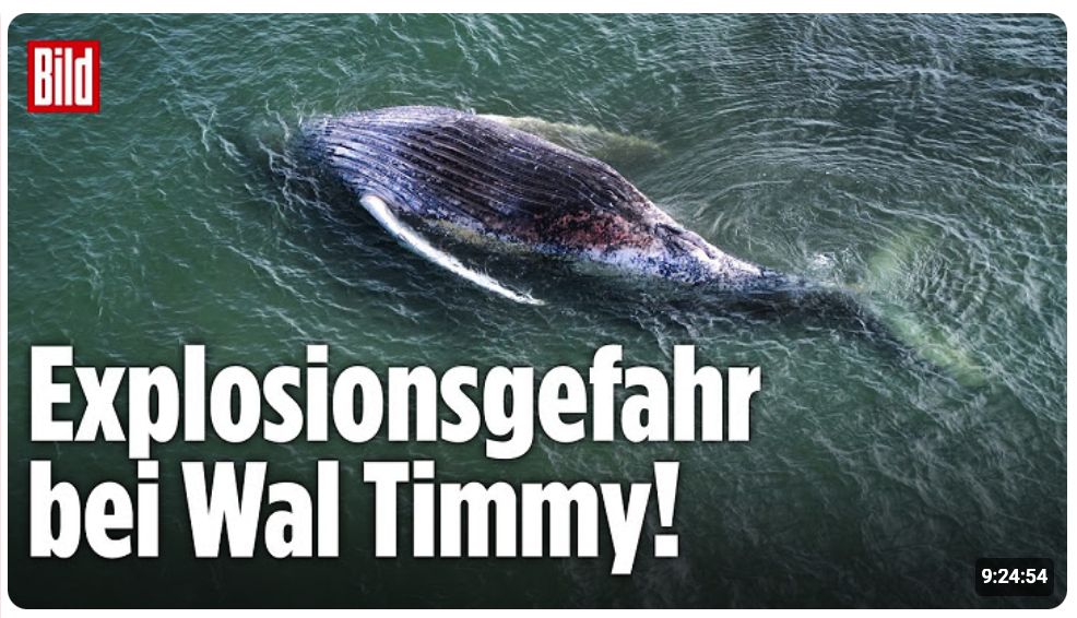  WAL TIMMY: Wird der Kadaver jetzt explodieren? | LIVE vor der Küste von Dänemark
