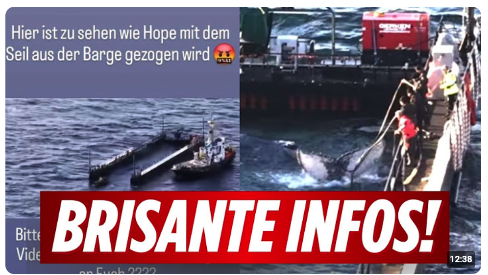 INSIDER PACKT AUS! HEFTIGE INFOS ZUR FREILASSUNG! WURDE WAL TIMMY VERLETZT?