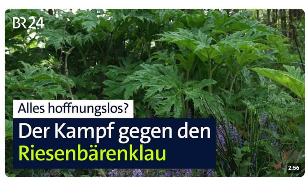 Es scheint hoffnungslos im Kampf gegen den Riesenbärenklau | Abendschau | BR24