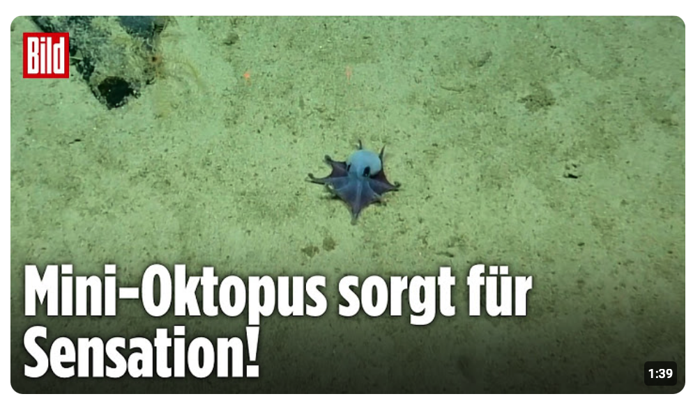 Neue Oktopus-Art entdeckt – dieses blaue Tiefsee-Wesen verblüfft Forscher
