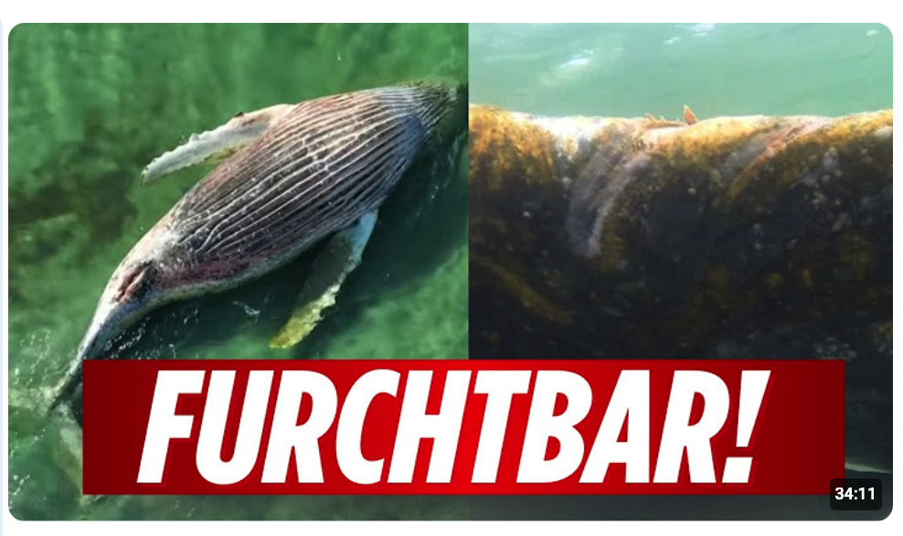 Es wird immer absurder! Was ist wirklich mit Timmy passiert?
