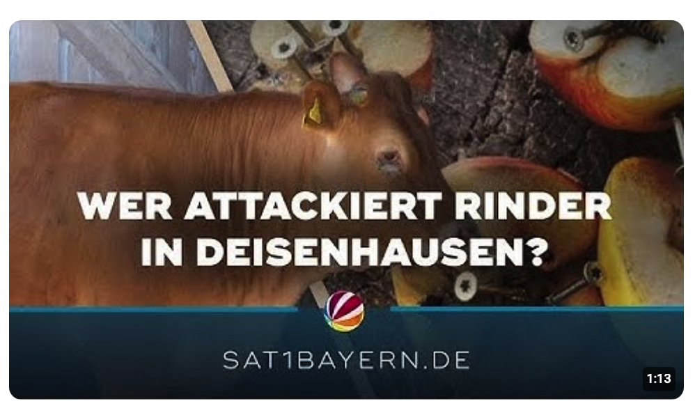 Tierquäler in Deisenhausen: Unbekannter will Rinder verletzen
