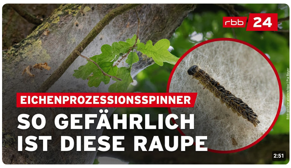 Raupenplage in Berlin: Was tun bei Kontakt mit Eichenprozessionsspinner?