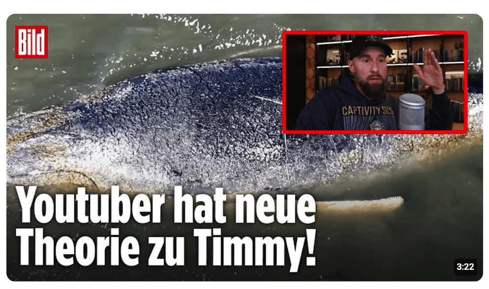 Neue Theorie von Robert Marc Lehmann: Wal Timmy musste schon einmal gerettet werden!