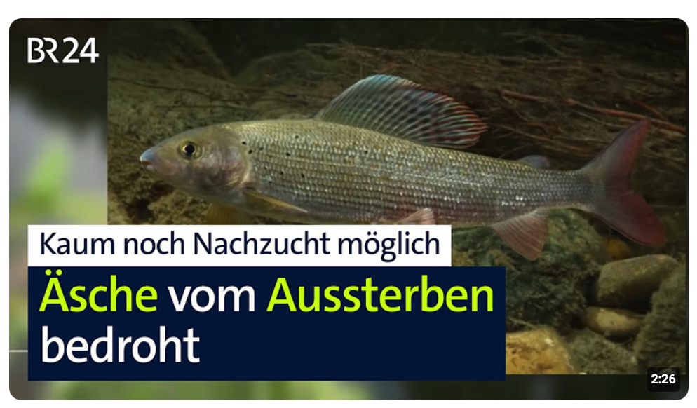 Nicht mal genug Exemplare für die Nachzucht: Die Äsche ist stark bedroht | BR24