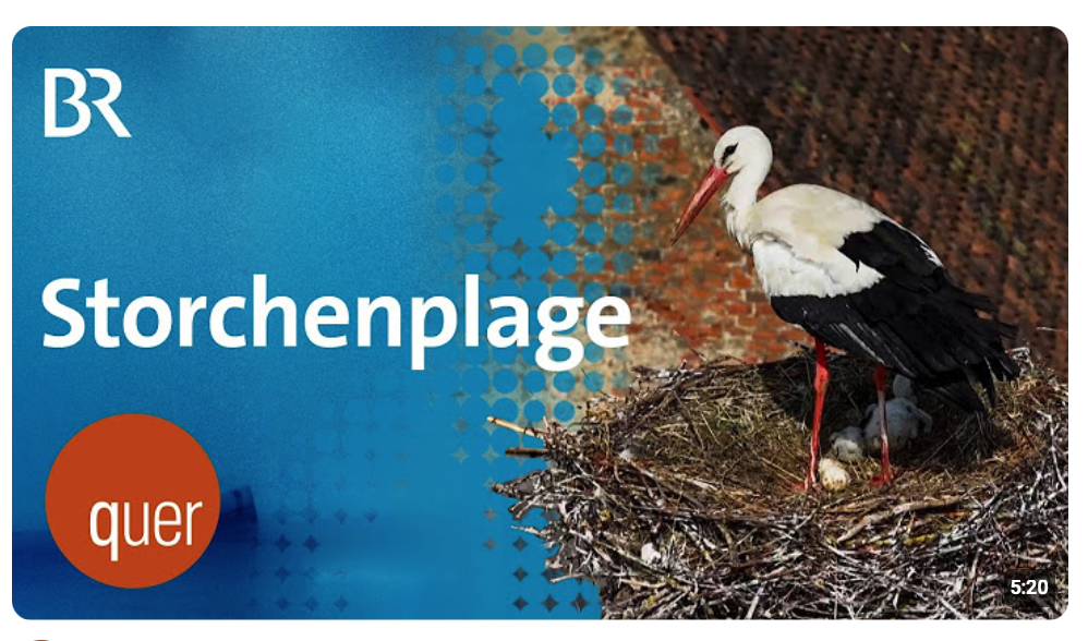 Leben mit dem Storch: Uehlfeld zwischen Ärger und Freude | quer vom BR