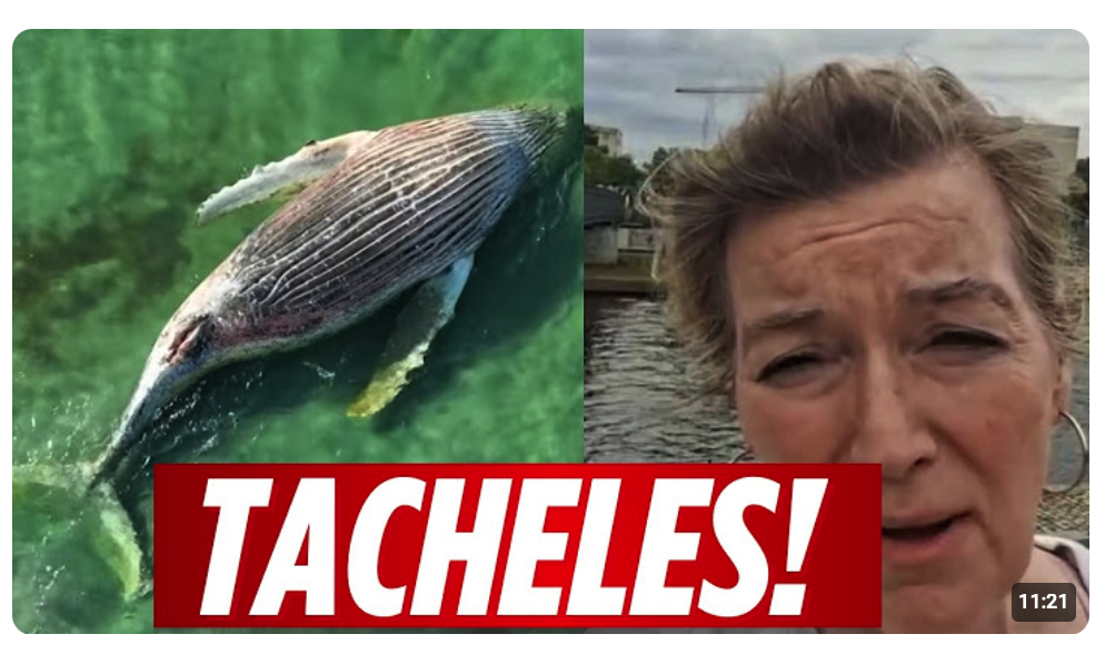 Tierärztin Tönnies rechnet weiter ab! Die Situation um Timmy wird immer absurder!