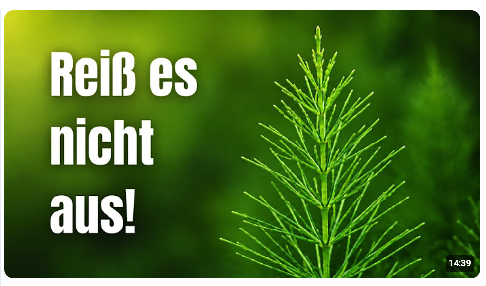 80% Silizium? Die meisten halten es für Unkraut
