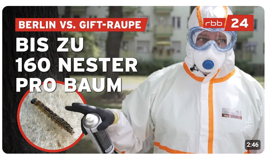 Mit Feuer und Chemie: So kämpft Berlin gegen Eichenprozessionsspinner