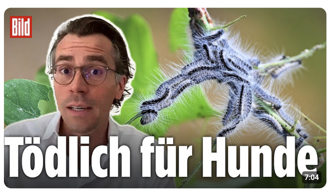 Eichenprozessionsspinner – Vorsicht! Diese giftige Raupe lauert jetzt überall in Deutschland