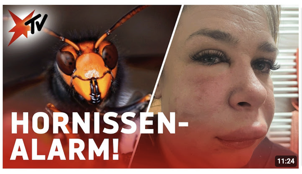 Asiatische Hornissen greifen an: 30 Stiche in wenigen Minuten | stern TV
