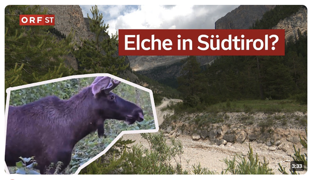 Leben Elche im Gadertal? I Südtirol heute vom 29.06.2026