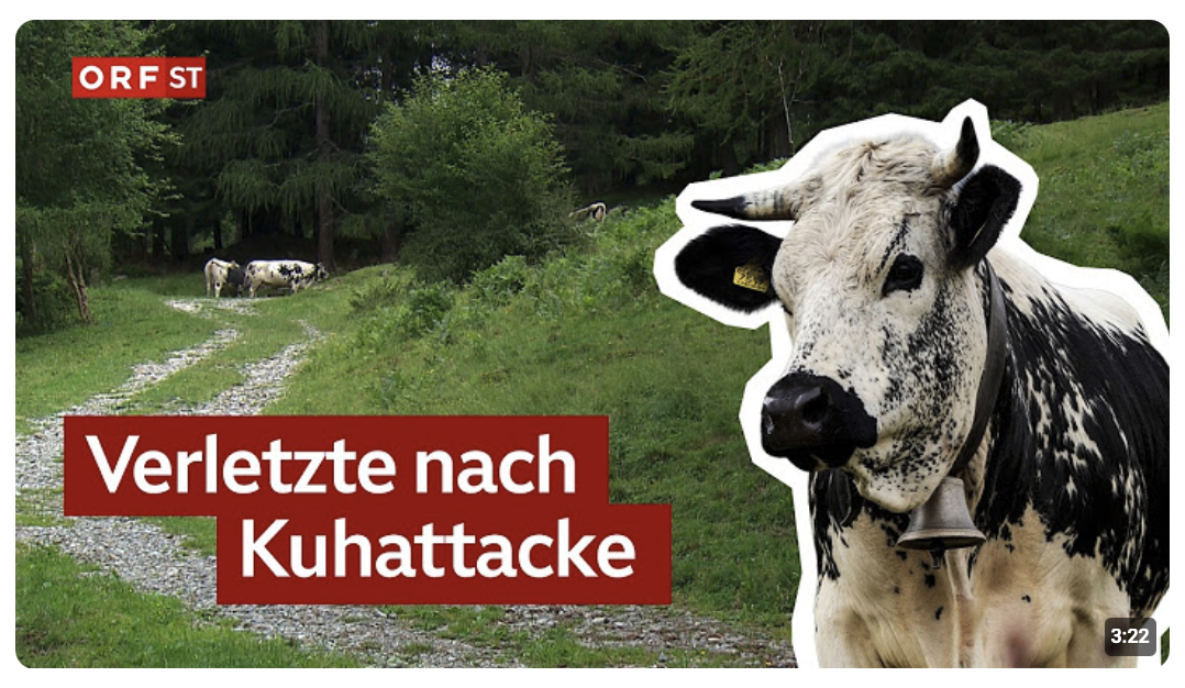 Kuhattacke fordert Verletzte im Pustertal I Südtirol heute vom 30.06.2026