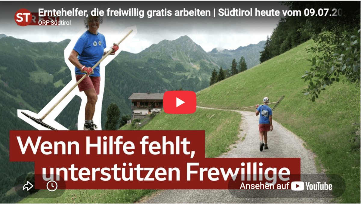 Erntehelfer, die freiwillig gratis arbeiten | Südtirol heute vom 09.07.2026