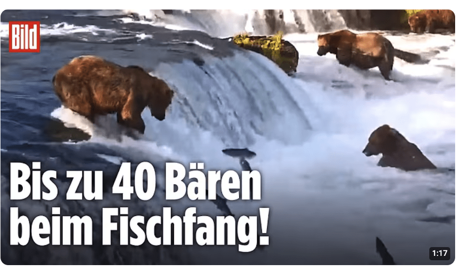 Niedlicher Bären-Nachwuchs lernt Fische fangen! Spektakuläres Naturschauspiel in Alaska!