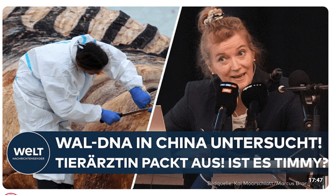 RÄTSEL UM TIMMY: Bizarre Pressekonferenz! Tierärztin packt aus – Das ist mit der Wal-DNA passiert