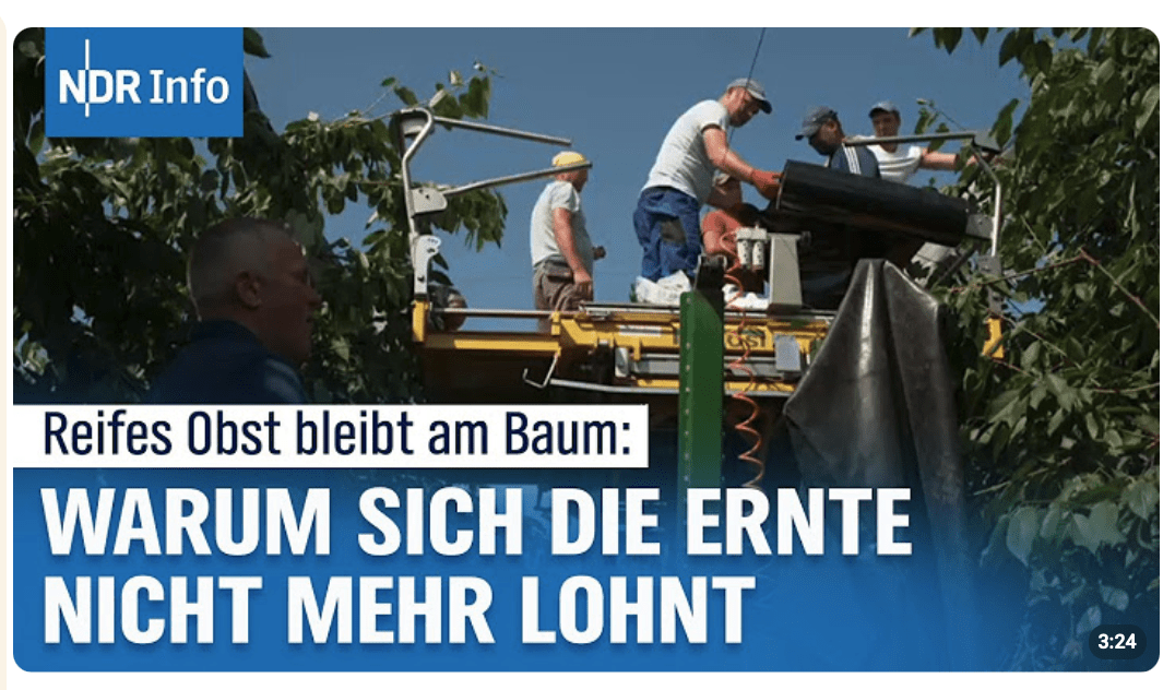 Kirschenkrise im Alten Land: Billigimporte bedrohen den Obstbau im Norden | NDR Info