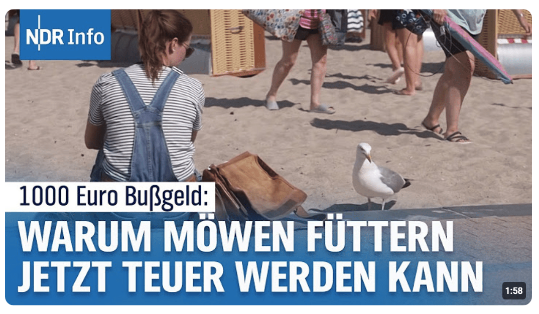 Möwenattacken an der Ostsee: Neue Regeln für Küstenorte sollen helfen | NDR Info