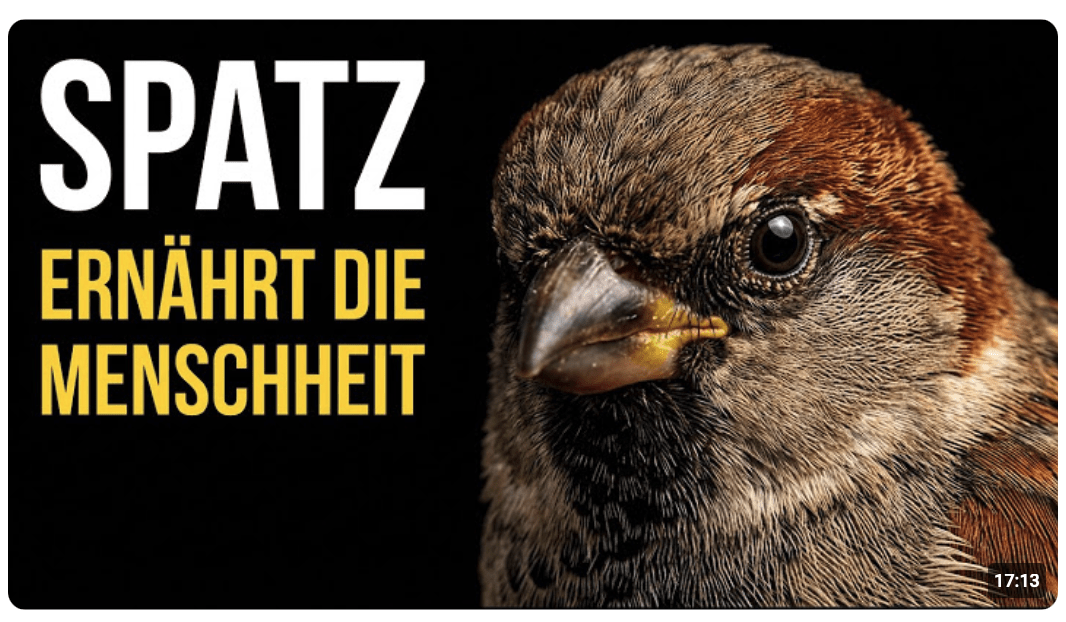 Spatz: Der wichtigste Vogel. Warum die Menschheit ohne ihn nicht überleben würde?
