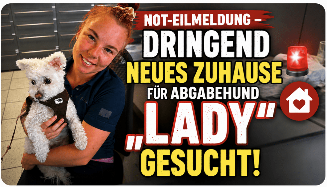 NOT-EILMELDUNG – DRINGEND NEUES ZUHAUSE FÜR ABGABEHUND „LADY“ GESUCHT! 