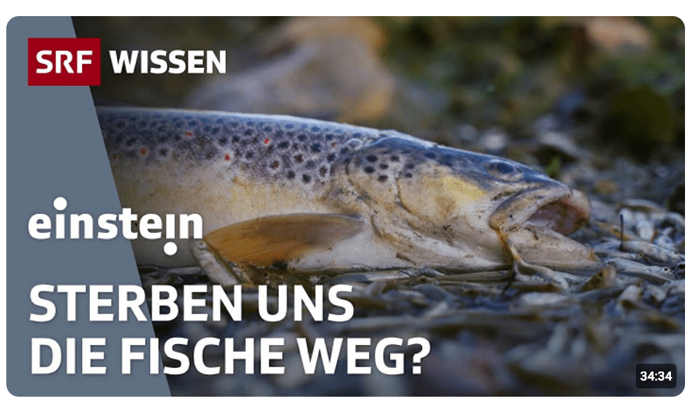 Lassen wir unsere Fische sterben? | Einstein | SRF Wissen