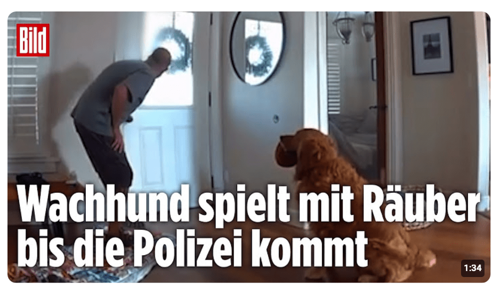 Statt das Haus zu bewachen: Golden Retriever spielt lieber mit dem Einbrecher