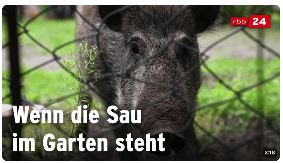 Warum sich Wildschweine in der Wohnsiedlung sauwohl fühlen