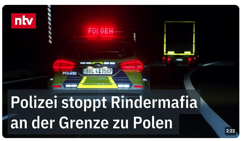 Ganze Rinderherden verschwinden aus Brandenburg – bis Sonderermittler zuschlagen | ntv