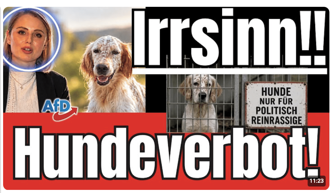 KONTROLLVERLUST TOTAL  AfD deklassiert Union, ZDF-Panik im TV & AfD-Hundeverbot im linken Tierheim!