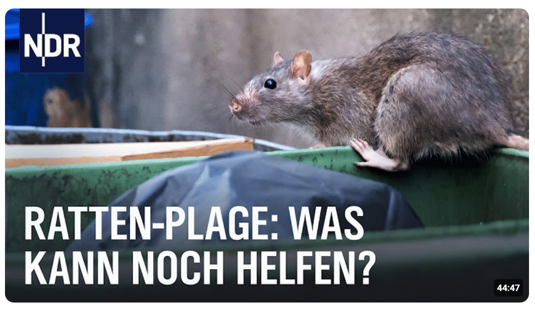 Ratten und Müll: Wie Anwohner gegen das Ungeziefer kämpfen | Doku | NDR Story
