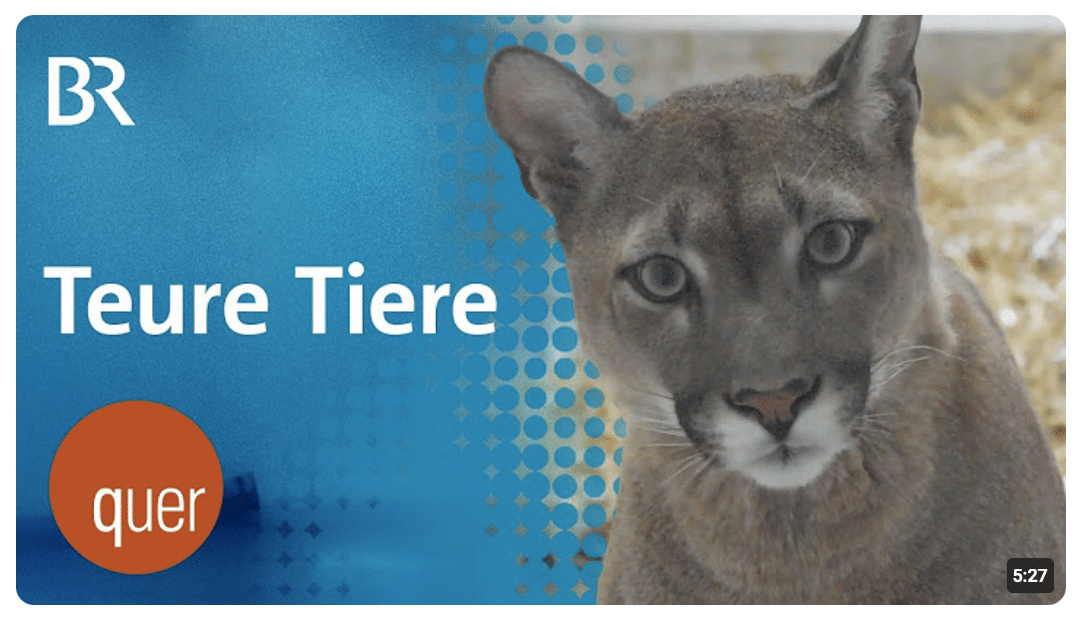 Puma, Giftschlangen, Fundtiere: Warum Bayerns Kommunen zahlen müssen | quer vom BR